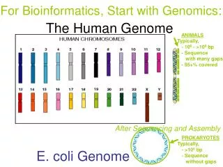 E. coli Genome