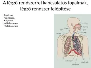 a l gz rendszerrel kapcsolatos fogalmak l gz rendszer fel p t se