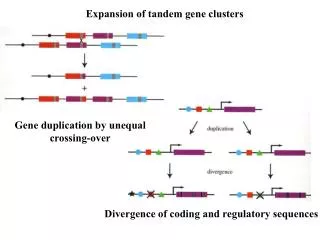 Expansion of tandem gene clusters