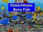 Fascinating World of Fish: Anatomy, Behavior, and Traits Explained - slide 1