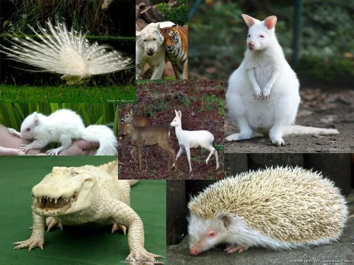 albinismul la animale