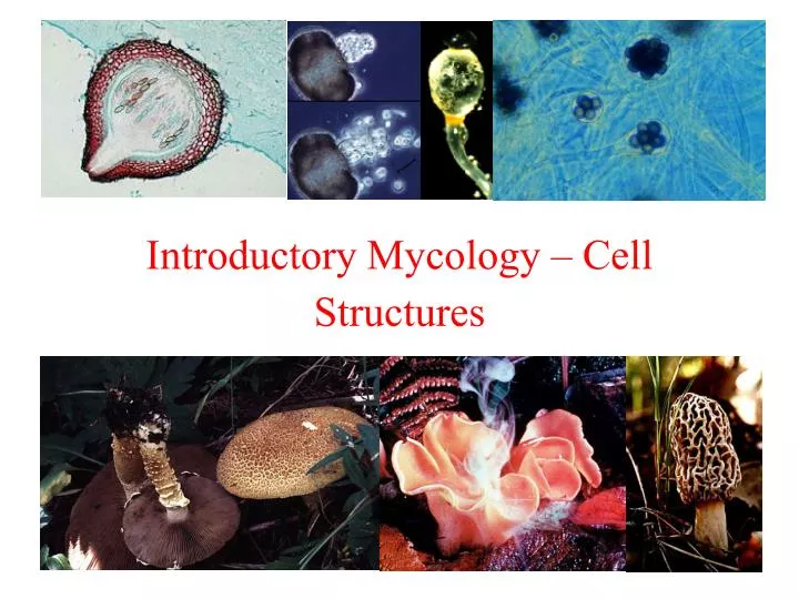 introductory mycology cell structures