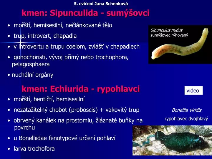 kmen sipunculida sum ovci