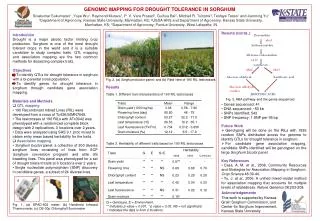 GENOMIC MAPPING FOR DROUGHT TOLERANCE IN SORGHUM