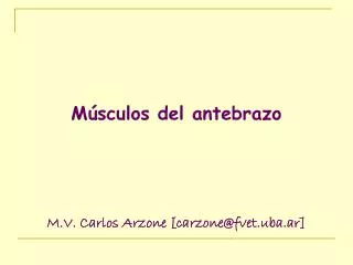 m sculos del antebrazo