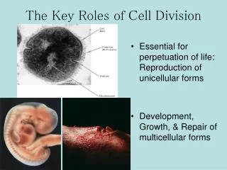 The Key Roles of Cell Division