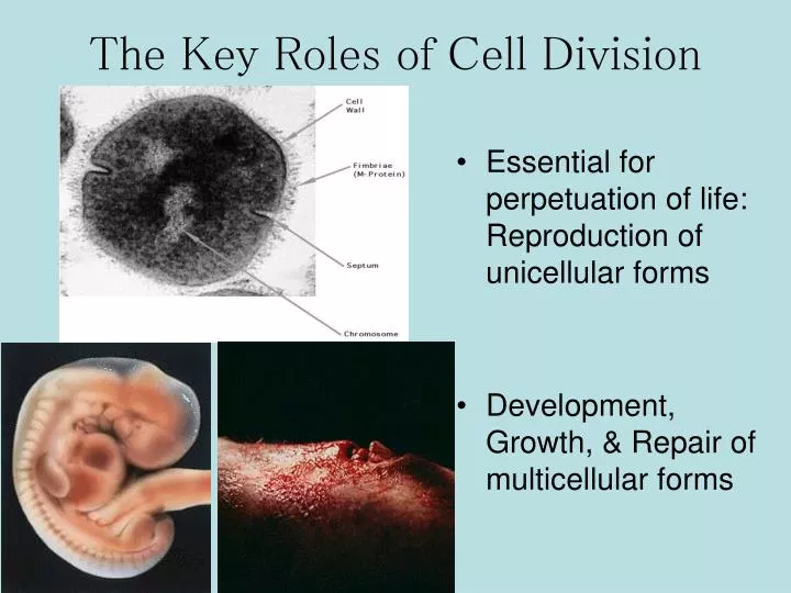 the key roles of cell division