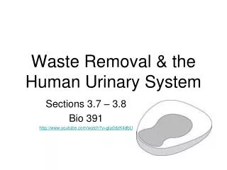 Waste Removal &amp; the Human Urinary System