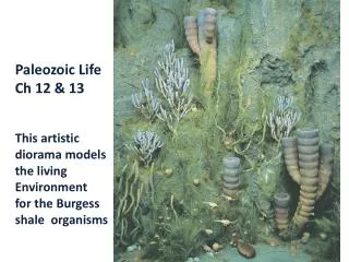 Paleozoic Life Ch 12 &amp; 13 This artistic diorama models the living Environment for the Burgess