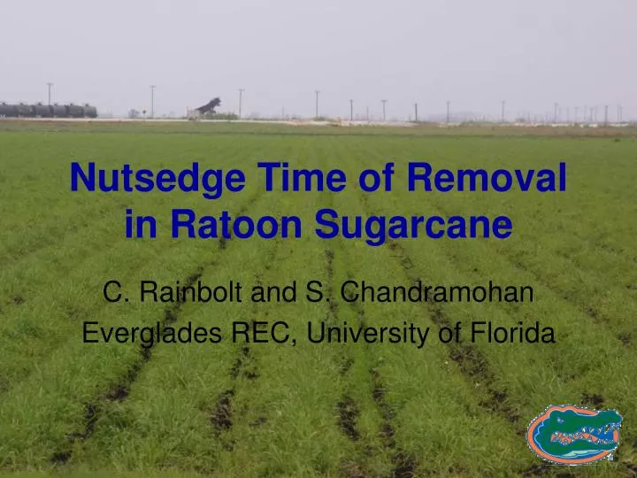 nutsedge time of removal in ratoon sugarcane