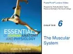 The Muscular System - slide 1