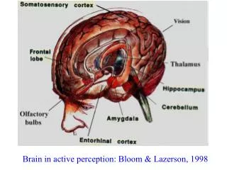 Brain in active perception: Bloom &amp; Lazerson, 1998