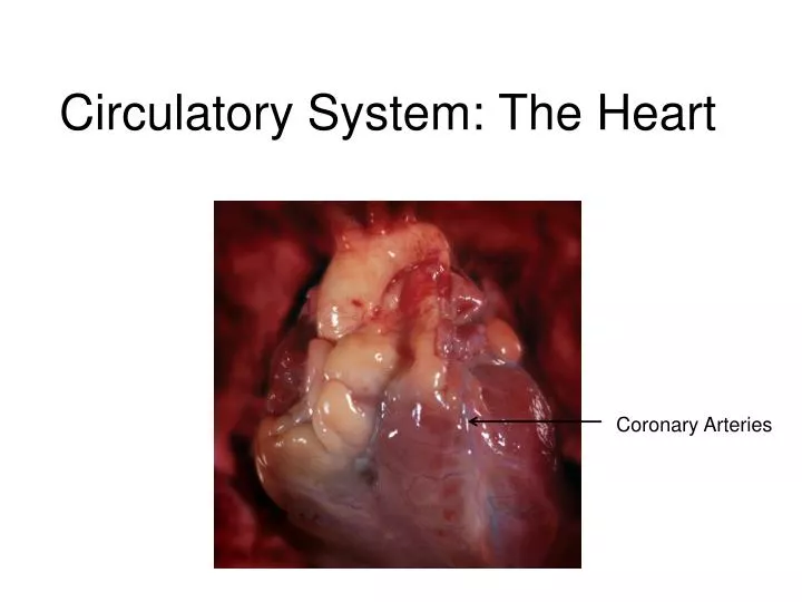 circulatory system the heart