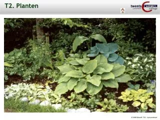 t2 planten