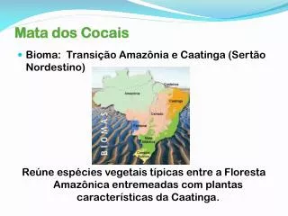 mata dos cocais