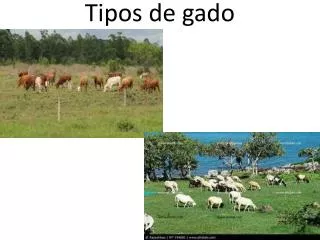 tipos de gado