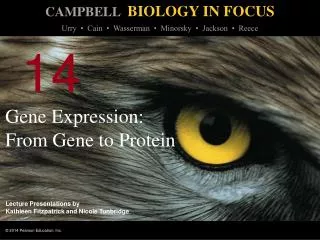 Gene Expression: From Gene to Protein