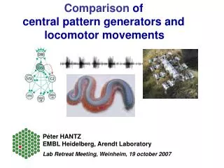 Comparison of central pattern generators and locomotor movements