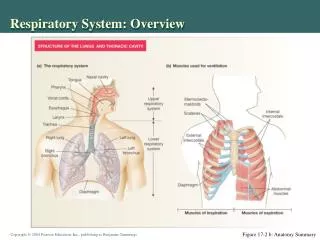 Respiratory System: Overview