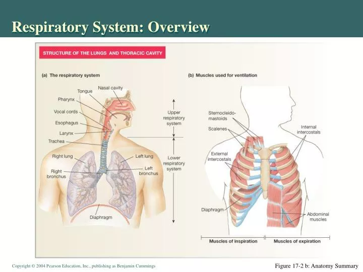 respiratory system overview
