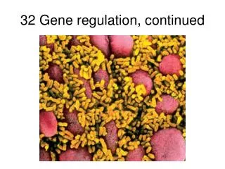 32 Gene regulation, continued