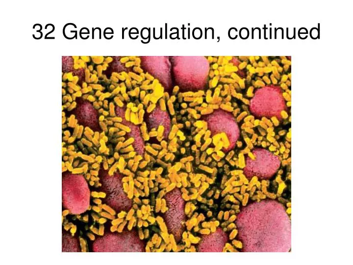32 gene regulation continued