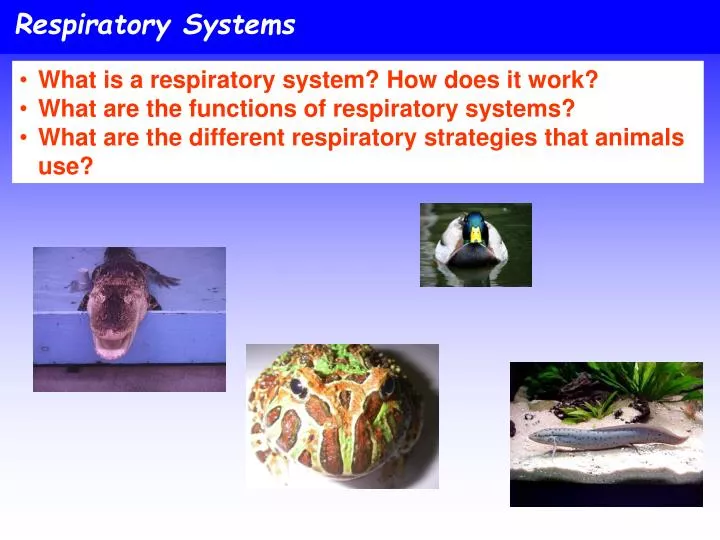 respiratory systems