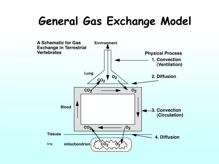 general gas exchange model