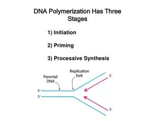DNA Polymerization Has Three Stages