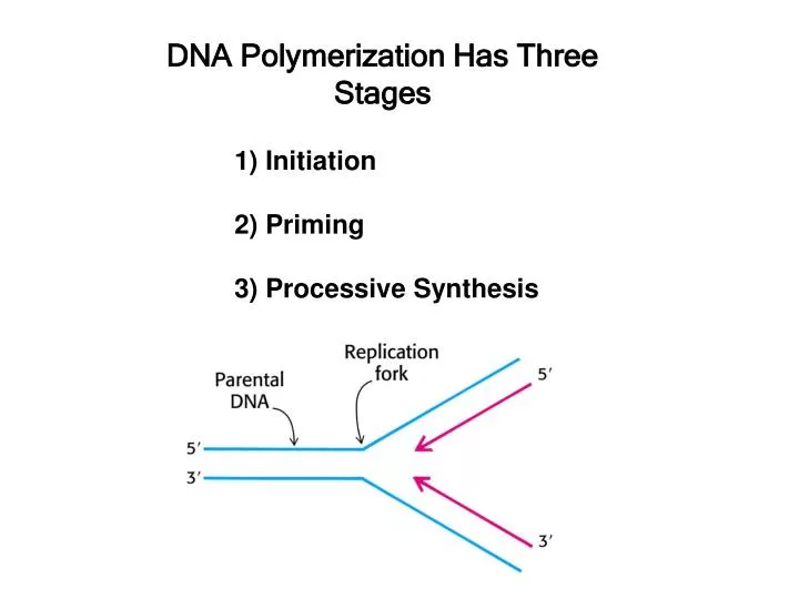 dna polymerization has three stages