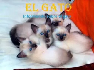 el gato