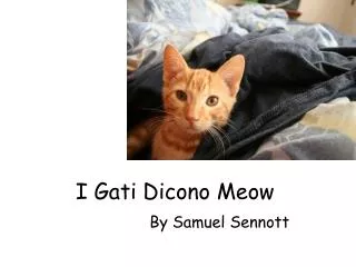 i gati dicono meow