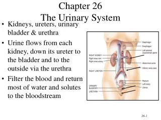 Chapter 26 The Urinary System