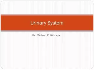 Urinary System