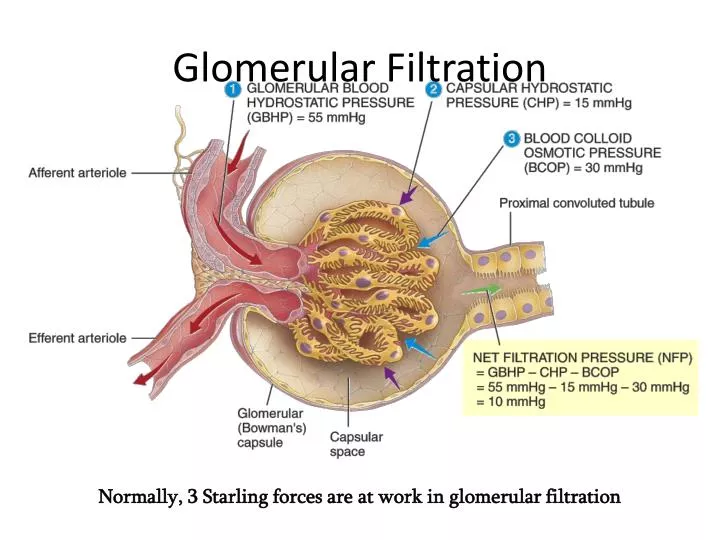 glomerular filtration