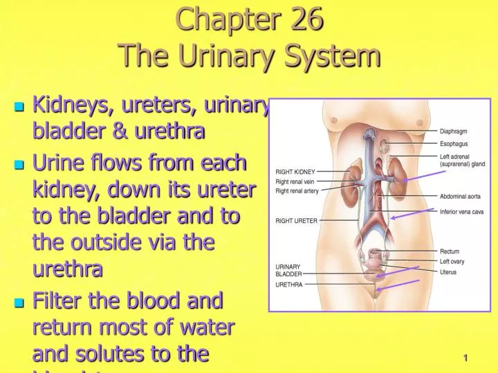 chapter 26 the urinary system