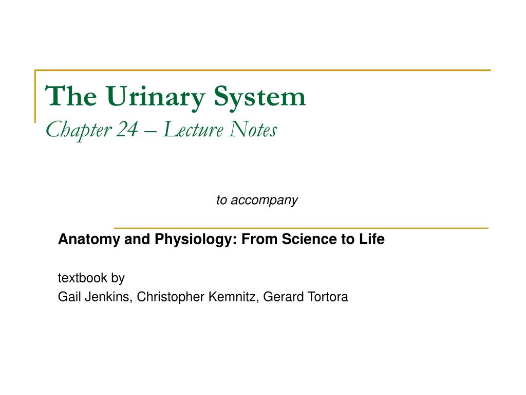 PPT - The Urinary System Chapter 24 – Lecture Notes PowerPoint ...