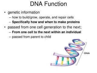 DNA Function
