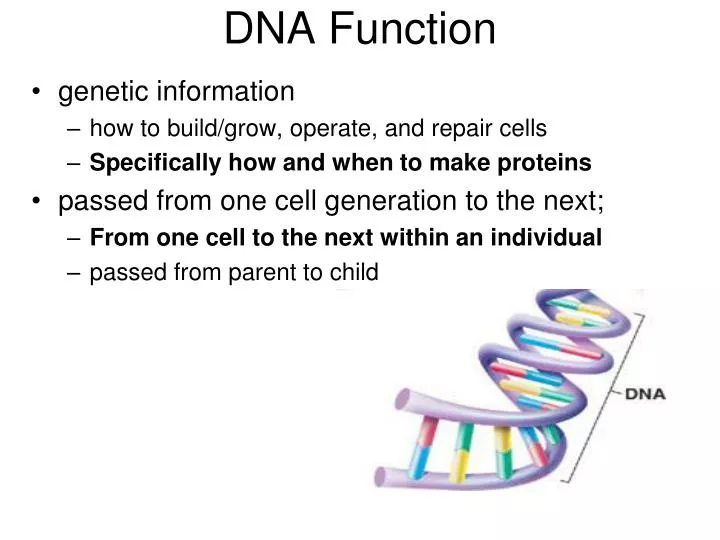 dna function
