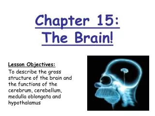 Chapter 15: The Brain!
