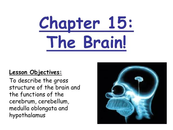 chapter 15 the brain