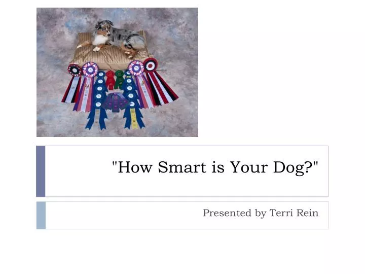how smart is your dog