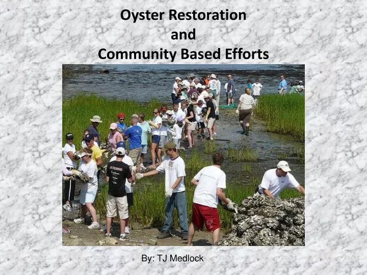 oyster restoration and community based efforts