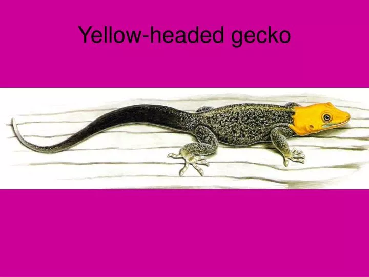 yellow headed gecko