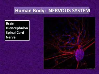 Human Body: NERVOUS SYSTEM
