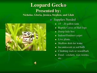 Leopard Gecko Presented by: Nicholas, Gloria, Jessica, Stephen, and Lilah