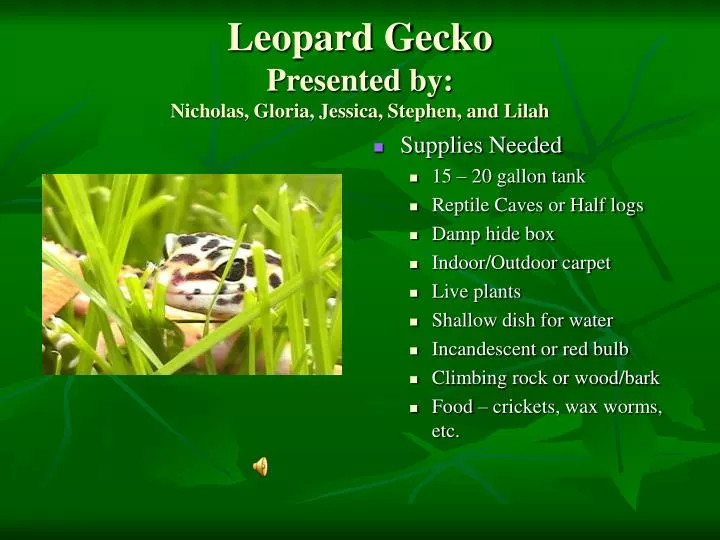 leopard gecko presented by nicholas gloria jessica stephen and lilah