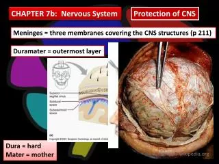 CHAPTER 7b: Nervous System