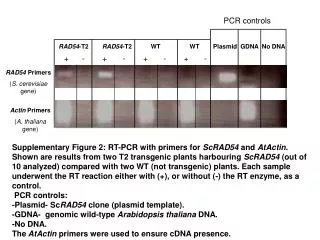 RAD54 Primers ( S. cerevisiae gene)