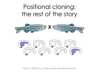 Positional cloning: the rest of the story